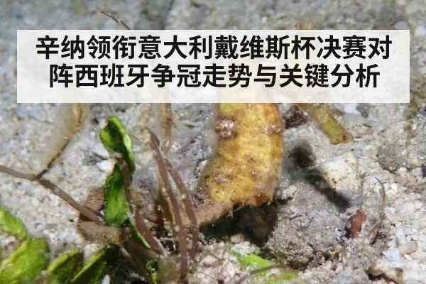 辛纳领衔意大利戴维斯杯决赛对阵西班牙争冠走势与关键分析